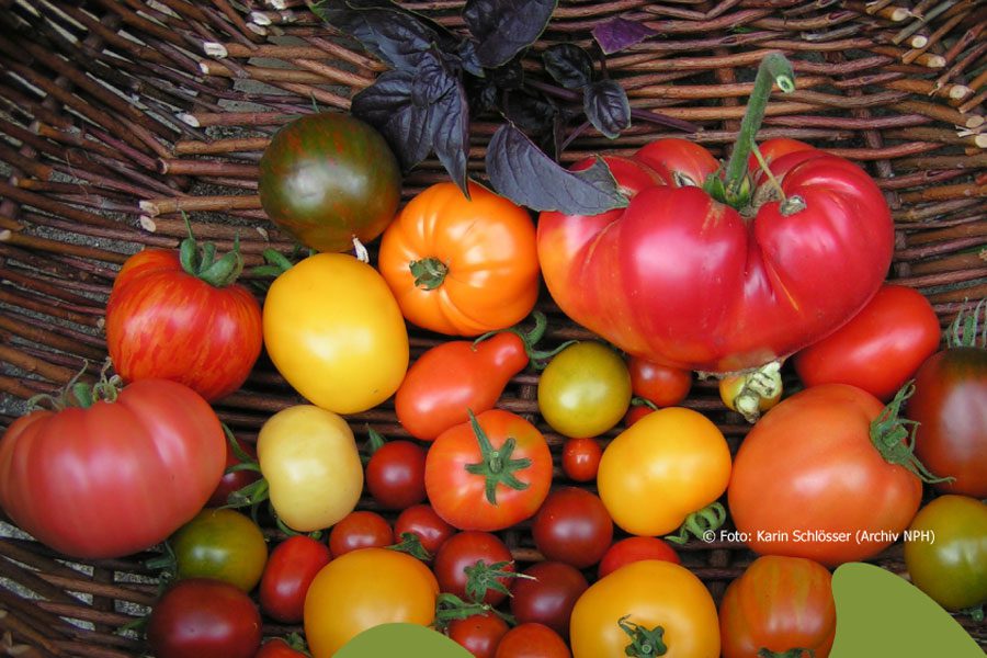 plakat-tomatenbörse
