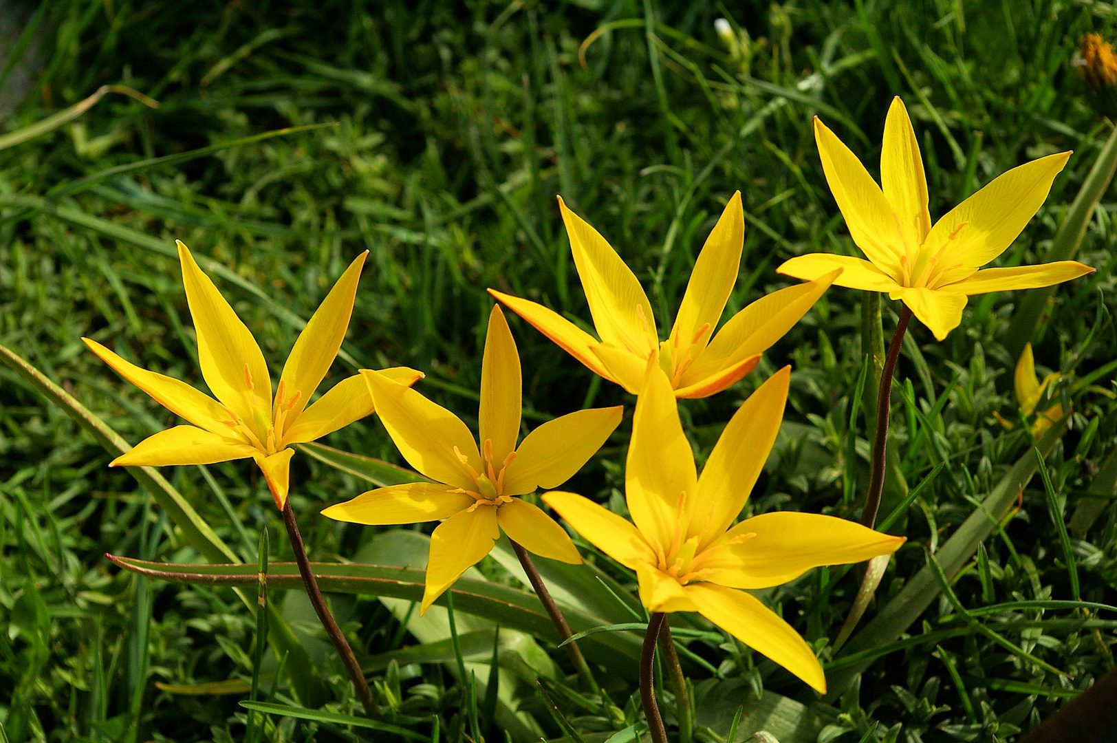 wilde-tulpe-tulipa-sylvestris-9960da93-976d-45e0-b804-62751d5901cd